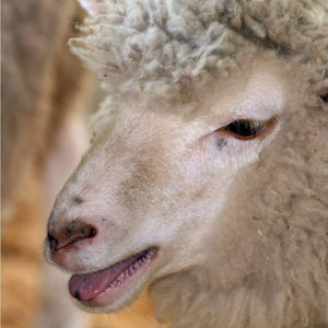 Notícias sobre caprinos e ovinos