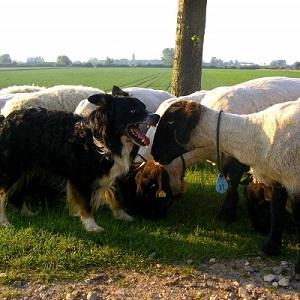 Manejo de ovinos e caprinos