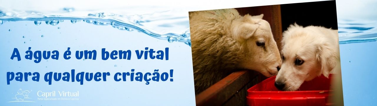 A água é um bem vital para qualquer criação!