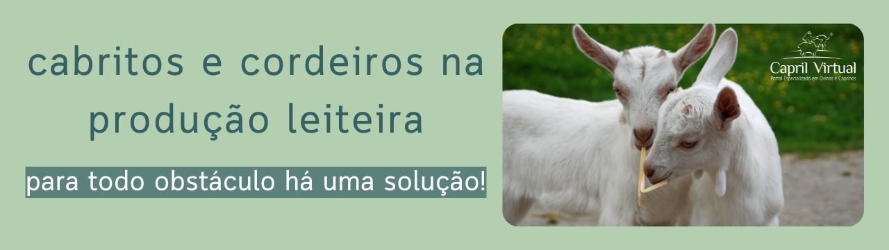 Cabritos e cordeiros na produção leiteira: para todo obstáculo há uma solução