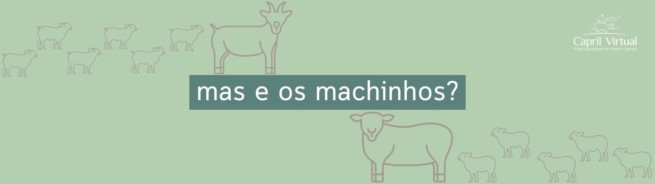 mas e os machinhos?