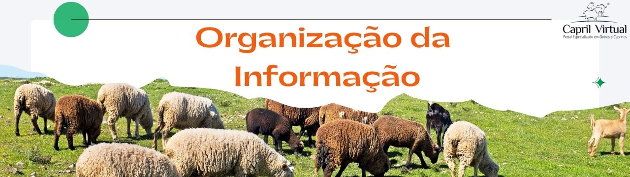 Organização de Informação