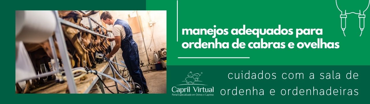 Manejos adequados para Ordenha de Cabras e Ovelhas