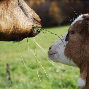 Nutrição sobre ovinos e caprinos